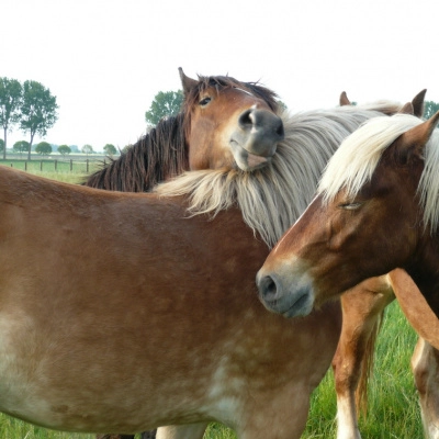 Alexandra, artiste verrier, thérapeuthe avec chevaux...