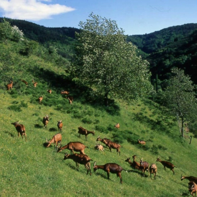 Ferme avec Maison d'Habitation (43)