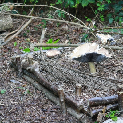 Atelier: Culture de Champignons sur Bûche (22)