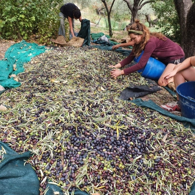 Ferme de Permaculture dans une Vallée Isolée avec 9 Habitations (18)