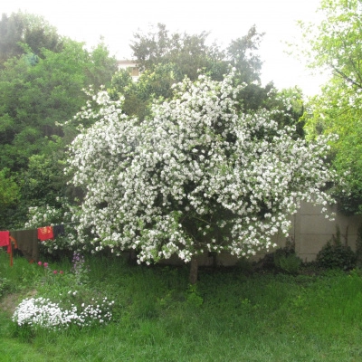 Coloc Arborée en Ville (94)