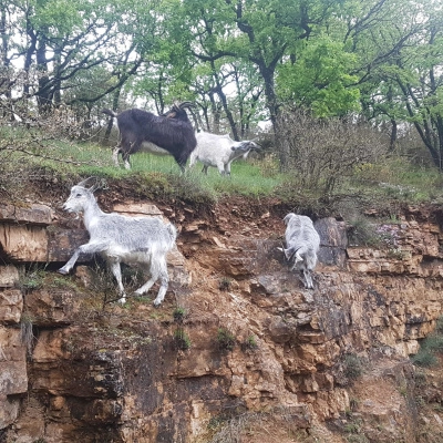 Ferme dans le Sud-Aveyron Recherche Associé (12)