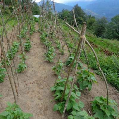 Ferme Collective de Montagne Cherche Maraîcher / Ère (09)