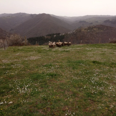 Elevage Ovin avec 8 à 10 ha-Sud Cantal (15)