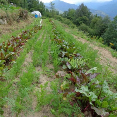 Ferme Collective de Montagne Cherche Maraîcher / Ère (09)