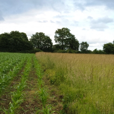 Terrain Agricole Ouvert à la Nouveauté (22)