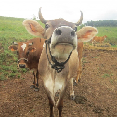 3 vaches à Lapalou