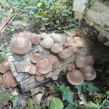 Chantier et Stage Culture de Champignons (27)