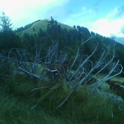 Ecovolontariat Élevage Alpes du Sud (06)