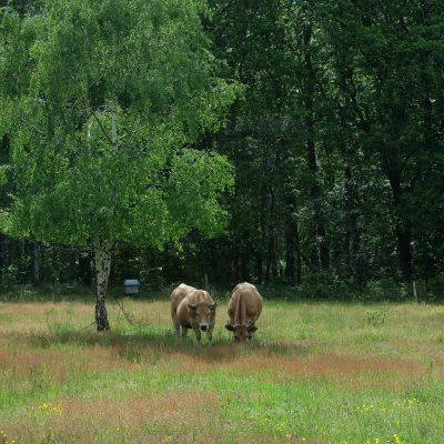 Habitat Participatif en Normandie-Bardouville (76)