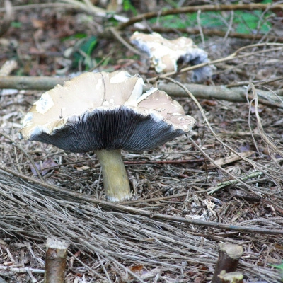 Atelier: Culture de Champignons sur Bûche (22)