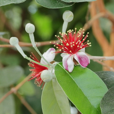 Stage Jardin-Forêt Fruitier & Alimentation Vivante en Ayurveda (07)