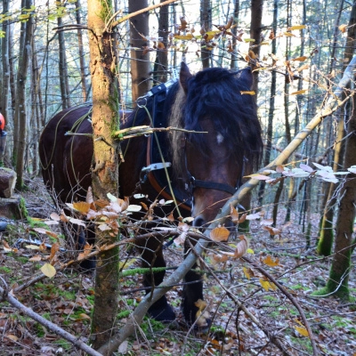 Formation Sylviculture Douce (09)