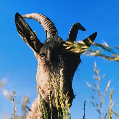 Porteur de Projet sur Ferme Existante (Élevage)