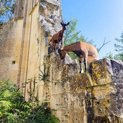 Cherche Pâturage Chèvres