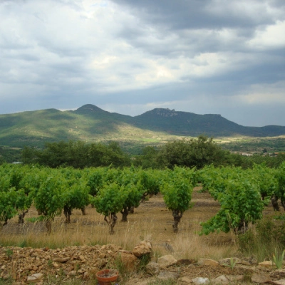 Terrain en Pleine Garrigue avec Vue Panoramique (34)