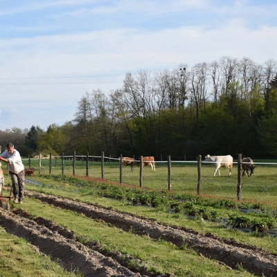 Traction animale avec une kassine à La Marsottière (71)