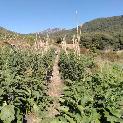 Cherche Permaculteur pour Ferme Familiale, Corse du Sud (2A)