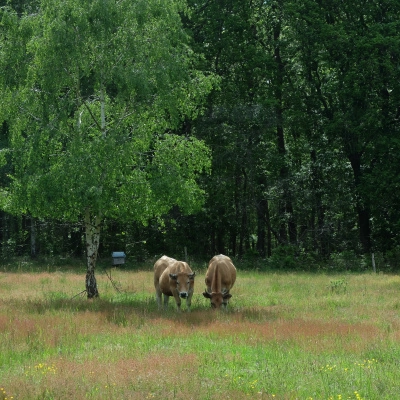 Habitat Participatif en Normandie-Bardouville (76)