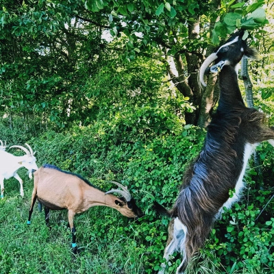 Porteur de Projet sur Ferme Existante (Élevage)