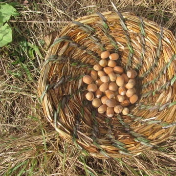 Accueil en Wwoofing Toute l'Année (12)