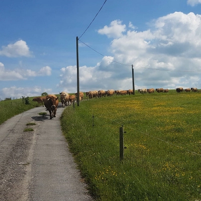 Ferme dans le Sud-Aveyron Recherche Associé (12)