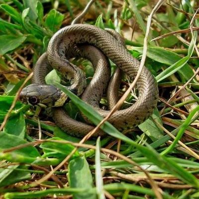 Veux Louer dans Écolieu Nimbé d'une Charte Faune-Flore ! (88)