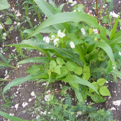 Fertilité et Autonomie au Jardin avec la Permaculture (34)