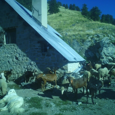 Ecovolontariat Élevage Alpes du Sud (06)