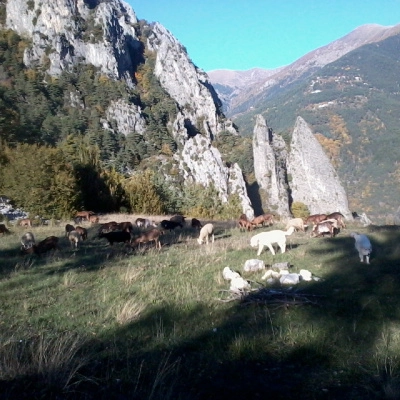 Ecovolontariat Élevage Alpes du Sud (06)