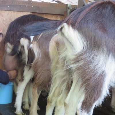 Petite Ferme Caprine (30)