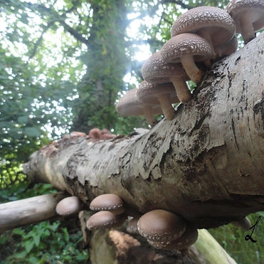 Chantier et Stage Culture de Champignons (27)