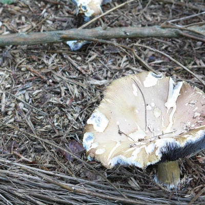 Atelier: Culture de Champignons sur Bûche (22)