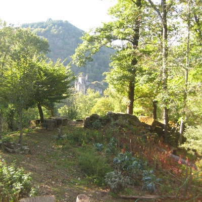 En Corrèze Forêt dans Vallée Trés Sauvage (19)