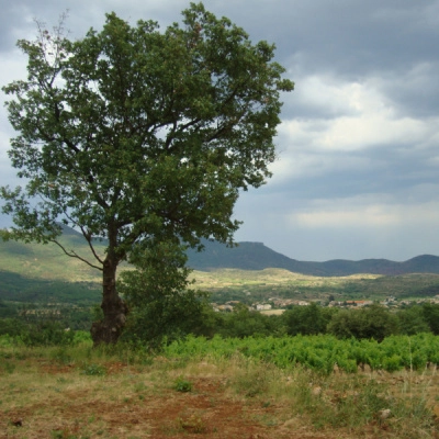 Terrain en Pleine Garrigue avec Vue Panoramique (34)