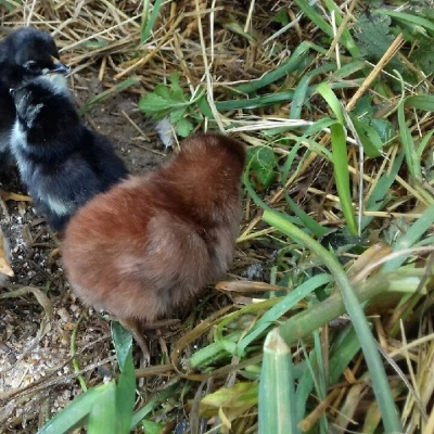 Au Jardin des Saules, Venez me Rencontrer (63)