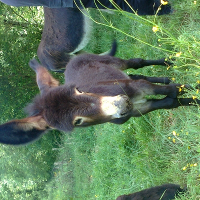 Cherche Terres à Louer dans Bois de Landes (34)