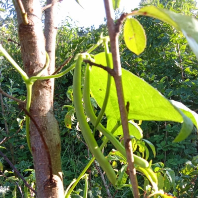 Formations: Jardin-Foret Fruitier Nourricier (07)