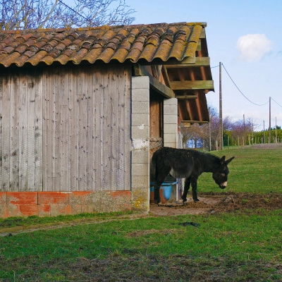 Ferme Rénovée 141 m² + T2 51 m² + Dép. sur 2, 3ha Bio (09)