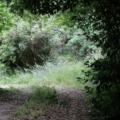 Habitat Participatif Verdoyant, dans le Gard (30)