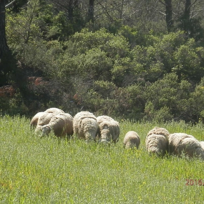 Dans les Corbières (66)