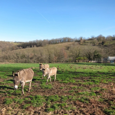 Centres 12120 dans un Petit Hameau un Domaine Nommé la Borie des… (12)