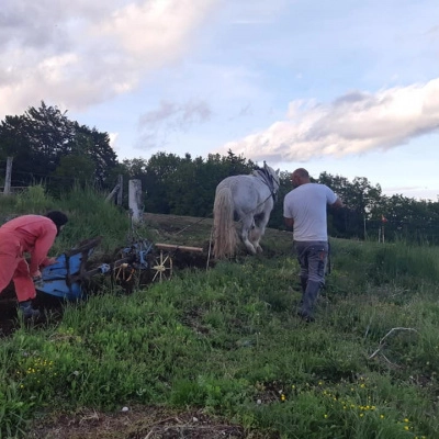 Ferme en Voie d'Autonomie, Pays de Gex (01)