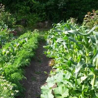 Dynamiser un Lieu Grâce à un Projet Agricole Respectueux du Vivant:) (88)