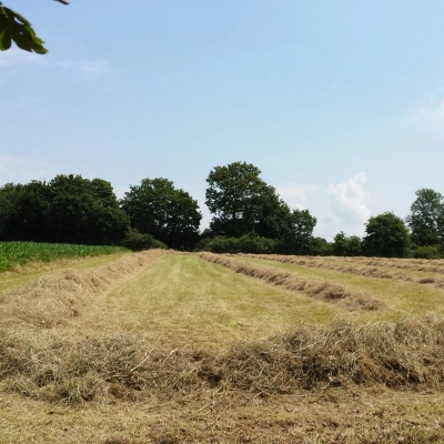 Terrain Agricole Ouvert à la Nouveauté (22)