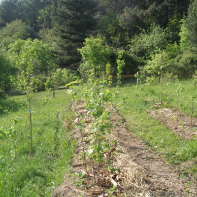 Stage de Formation: Jardin-Forêt Fruitier (07)