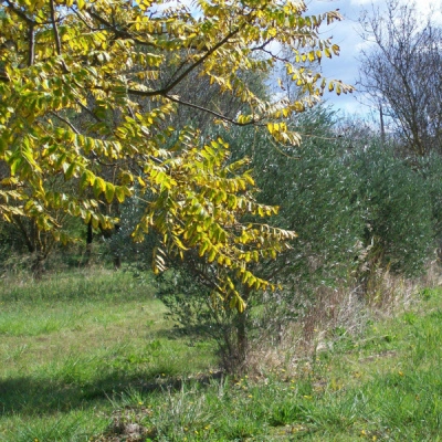 Narbonne sur 2 Hectares (11)