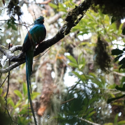 Association Sérieuse pour Projet Existant au Panama (4)